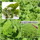 기능성 쌈채소 : 루콜라 (Rucola) 이미지