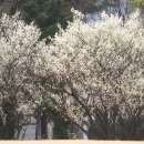 매화공원 광장 이미지