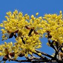 버들강아지 이미지