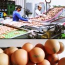 농업회사법인 (주)봉골농장 이미지