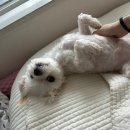 공간푸르(주) | 강아지 환축추아탈구 aai 수술 후기 + 여러 병원 상담 후기