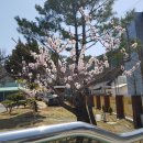 소달 이미지