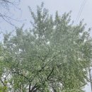 원당4통마을회관 이미지