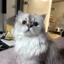 강남-103 이미지