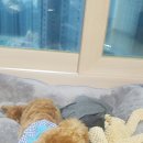 숑숑 그루밍 이미지