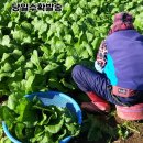 돌산갓밥상 이미지