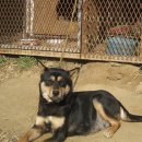 즐거운 애견 이미지