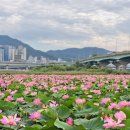 모라지구공원 | 7월꽃여행 부산연꽃명소 가볼만한곳