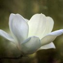 플라워봄 이미지