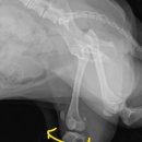 y동물병원 이미지