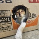 바다가보이는정원민박 이미지