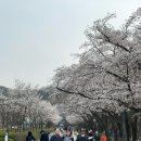 리뉴얼카 - 천안시 서북구 두정로 102 | [과천] 서울대공원 2026년 4월 3일 방문 후기 현재 벚꽃 상태 리뉴얼 전 케이블카 타기