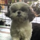 댕댕이미용실 이미지