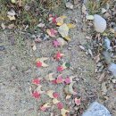 안성자연유치원 이미지