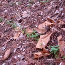 버드나무골 이미지