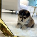 폼스키 | 강동성내동강아지분양 강동애견분양폼스키 분양 실제 후기 로시난테