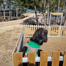 토종흑염소 이미지