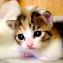 이쁜냥이 이미지