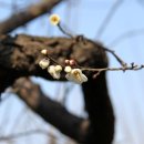 매화1공원 이미지