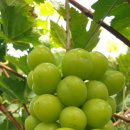 한송농장 이미지