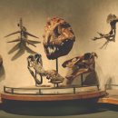 프로토케라톱스 | 프로토케라톱스, 초기 각룡류의 조상격 공룡