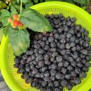 행복드림농장 이미지