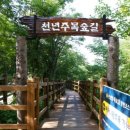 평창하늘을품은숲