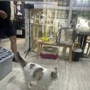 고양이카페 랙돌 | 대구 고양이 카페 | 양이랑커피랑 고양이카페 | 동성로 실내 놀거리 귀여운 새끼 랙돌 고양이카페 후기