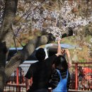 벚꽃길(에덴) 주유소 이미지