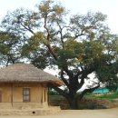 예천군, 낙동강 희망의 숲 조성 이미지