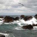 파도대게 이미지