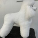 댕댕미용 이미지