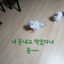 예가참치 이미지