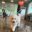 코코애견 | 🐶 시흥 대형견 애견카페 추천! 코코애견카페 운동장부터 수영장까지 솔직후기