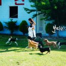 개랑 나들이 이미지