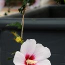 화성무궁화 이미지