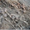 살아 있는 소나무 뿌리 혹 송근봉의 효능~ 이미지
