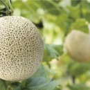 곡성식당 이미지