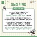 디디티