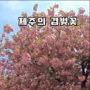 4월에 피고 지는 제주의 겹벚꽃 급 생각이 나서 뒷북이지만 내년을 기약하며 올려봐요 이미지