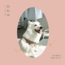 초지동746~초지동741-1 주변 | 김포 스튜디오 셀프 사진관! 자연광 가득한 포터리닷 애견동반 리뷰
