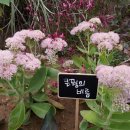 꿩의비름 이미지
