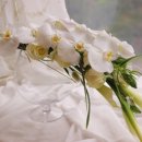 발레리나부케 - 강남구 도산대로70길 26 | 발레리나부케