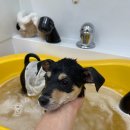 유얼도그 이미지