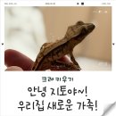지토 | 도마뱀 가족이 늘었어요🦎 지코 동생 ‘지토’ 입양 후기! (성격 완전 반대ㅋㅋ)