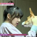 강아지를 부탁해 이미지