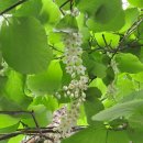 금대농장 이미지