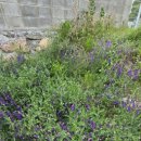 메모리즈풀빌라 이미지