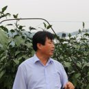 팔봉청삼골 돌배마을 이미지