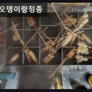 서울, 사당, 이자카야, 추천 진오뎅이랑정종 은행구이 서비스가 특별해요